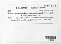 Image of Helminthosporium microsorum